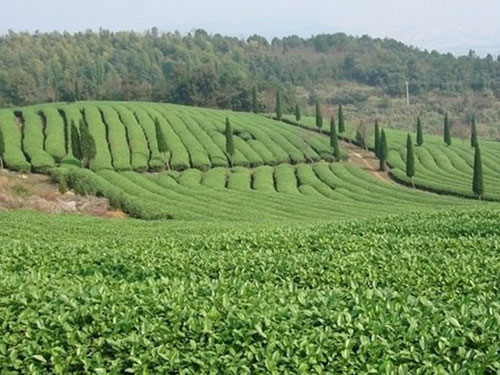 莱芜瑞鑫节水：滴灌使用与茶园灌溉介绍